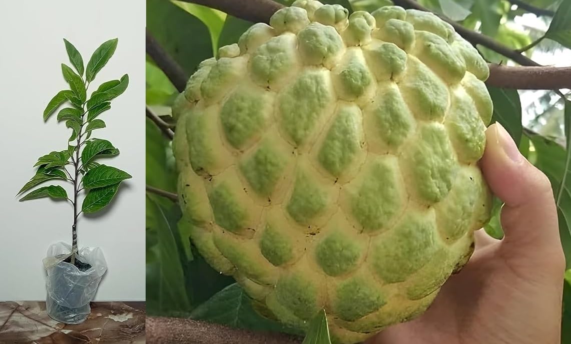 Green view Custard Apple Plant (KJ243) (B0CH6VVWQN) Amazon Price History, Amazon Price Tracker