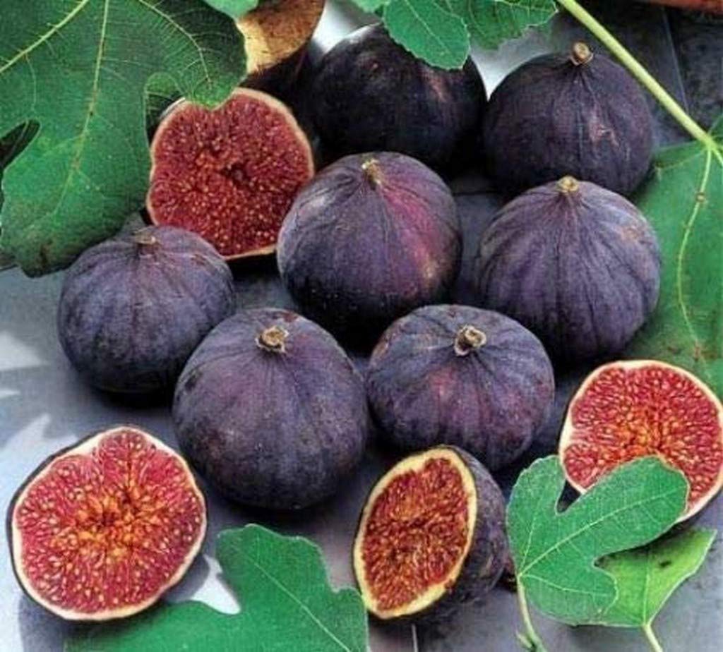 Creative Farmer Gardens Israel Athi Common Fig Fruit Live Plant (B08Q8LFPVZ) Amazon Price History, Amazon Price Tracker