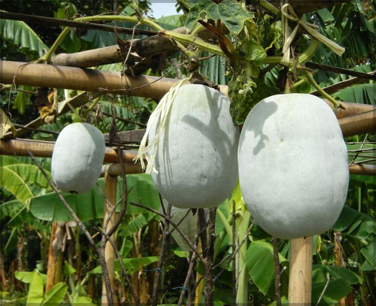 White petha seeds || Seeds for petha white || 18 seeds (B0CVFKRGLT) Amazon Price History, Amazon Price Tracker