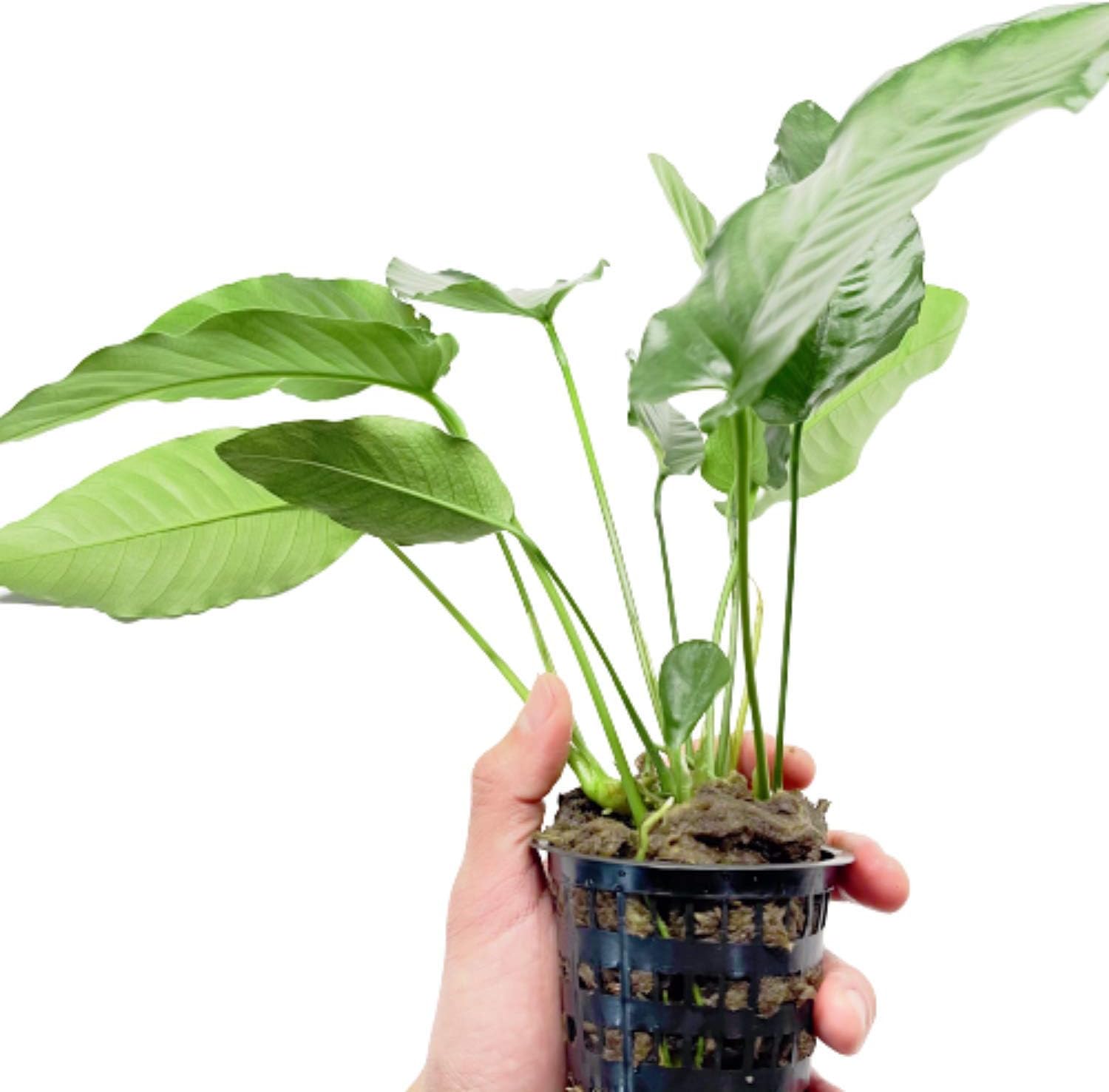 Anubias Barteri VAR. Barteri Mother Potted XXL Live Aquarium Plant Tropical Freshwater Decorations