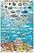 Berry Islands Bahamas Map & Reef Creatures Guide Franko Maps Laminated Fish Card