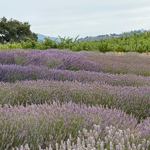 Aceite Esencial de Lavanda Orgánico Soti, 5 mL miniatura 6