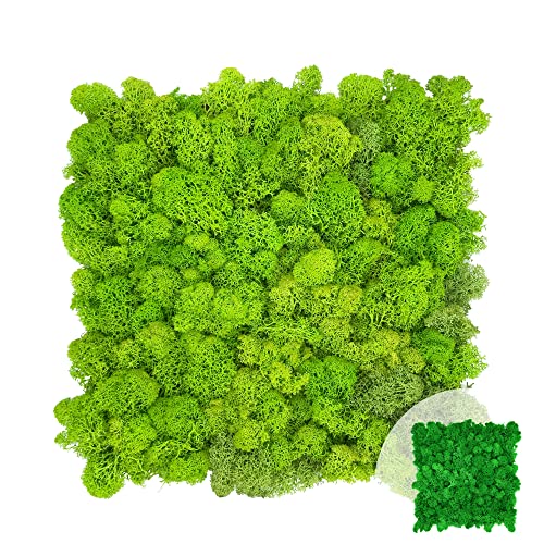 GJS Moos-Platten aus echtem Islandmoos – selbstklebende Wand- & Akustikpaneele für Bilder, künstliche Pflanzenwände, Fake Green Walls Matten & natürliche Deko/Basteln (25 × 25 cm, hellgrün)