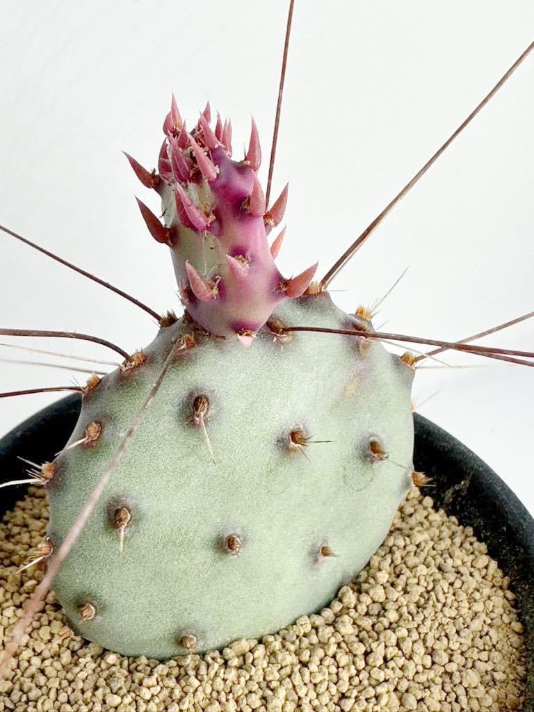 Amazon.co.jp: Opuntia santa-rita compact form オプンチア