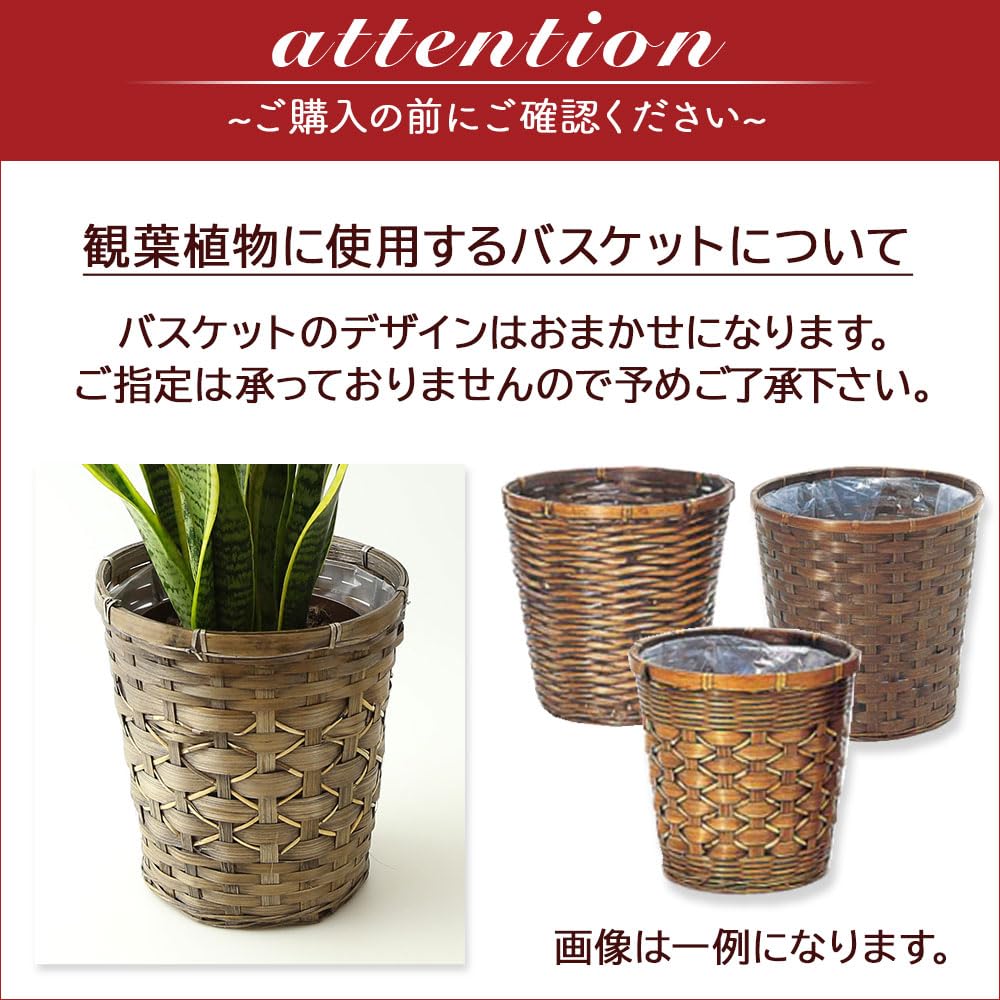 Amazon｜インテリアグリーン 6号鉢 モンステラ 受け皿 鉢カバー付き