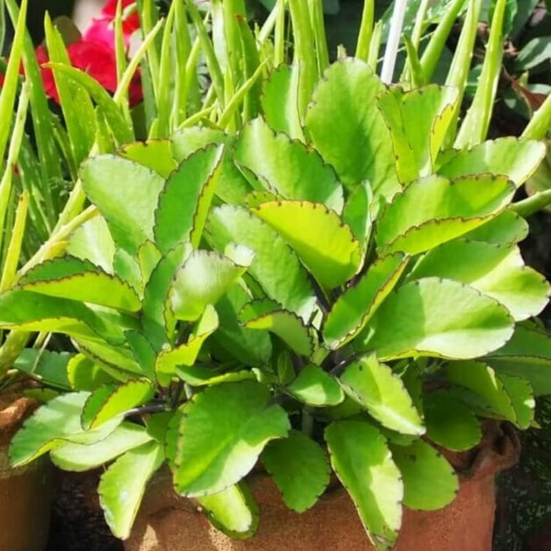 Kalanchoe Pinnata Plant Live, hoja de planta Kalanchoe enraizada para cultivar en interiores y exteriores