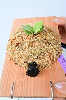 Amazon.co.jp: P.willinckii 'OMG' spored② @bikamori.com