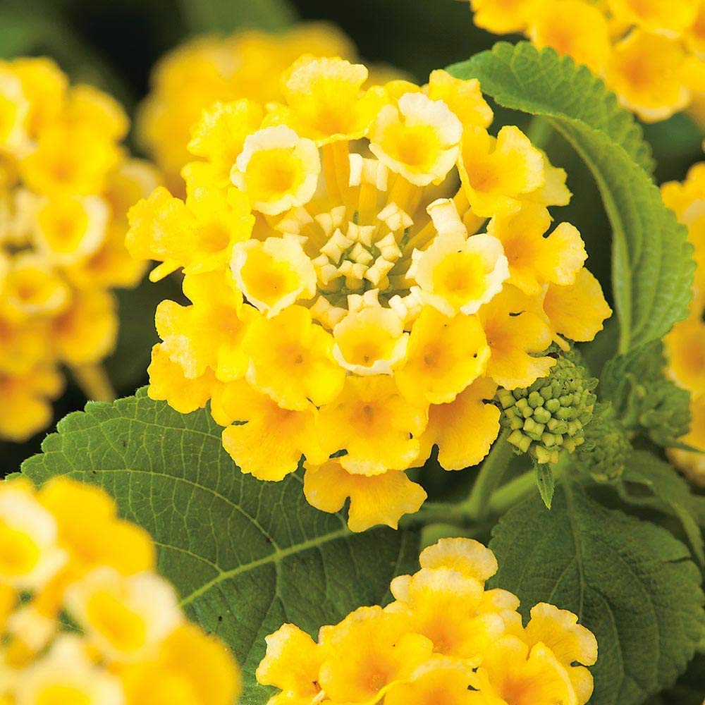Yellow Lantana Live Plant Flower 1 Healthy Live Plant Pot
