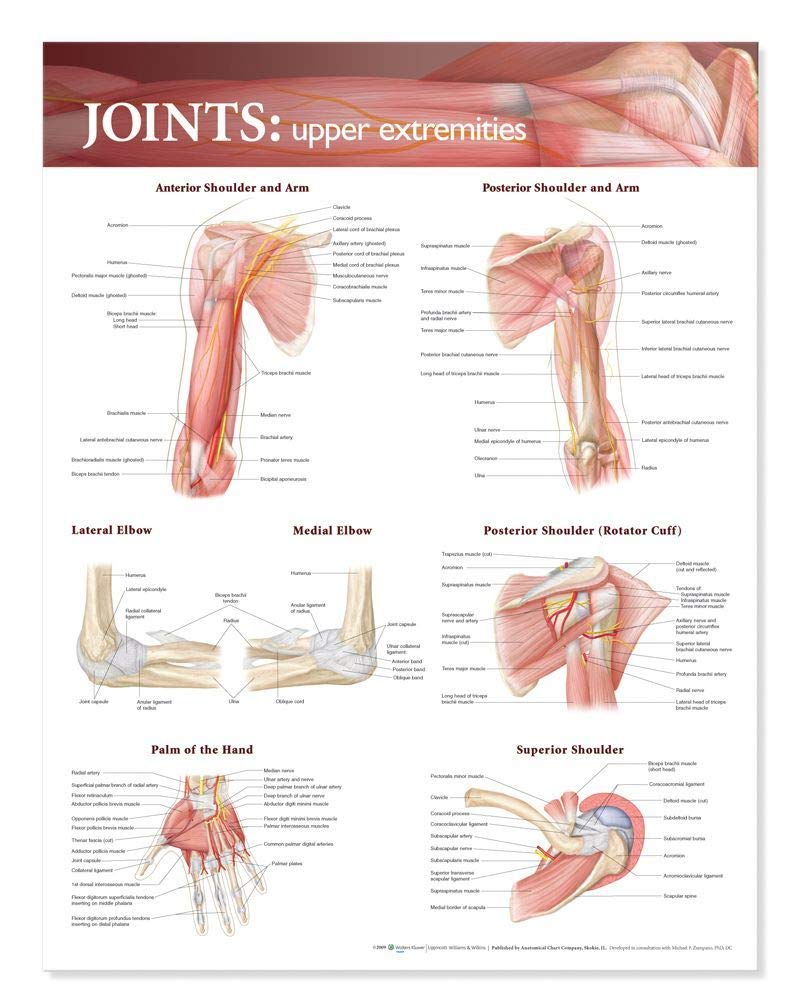 Carte anatomique articulations membres supérieurs poster médical - 3