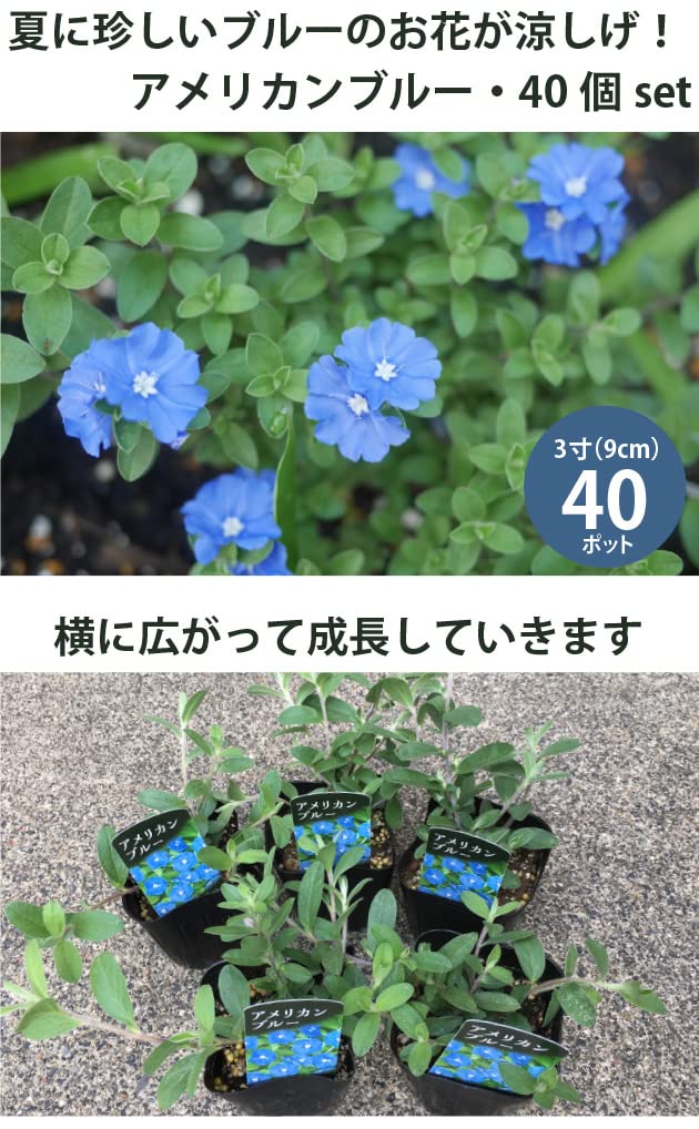 Amazon.co.jp: アメリカンブルー 花苗 40個 3号ポット 市場直送 : DIY