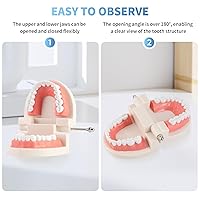 Vista 6 de Modelo de dientes estándar para adultos, modelo de dentadura de demostración de Typodont Modelo de dientes de boca Suministros dentales