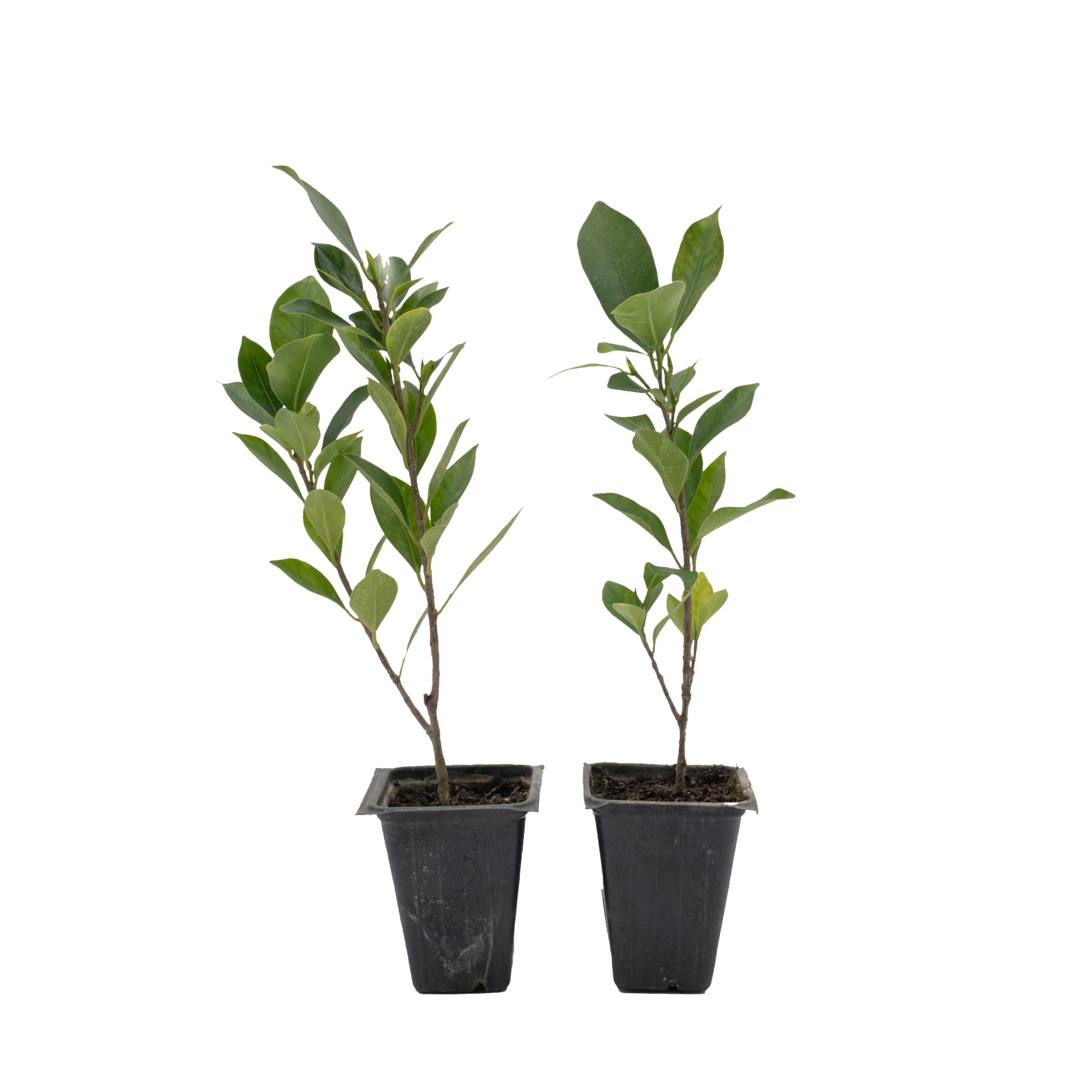 2 Indian Laurel Figs – Live Ficus Nitida Plant