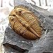 zonzxcv Trilobite Fossil Real Fossils Come from Western Hunan of China for Collections and Education (Information Card Included)