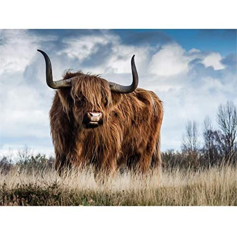 Scottish Highland Cow/Coo Wall Art Print