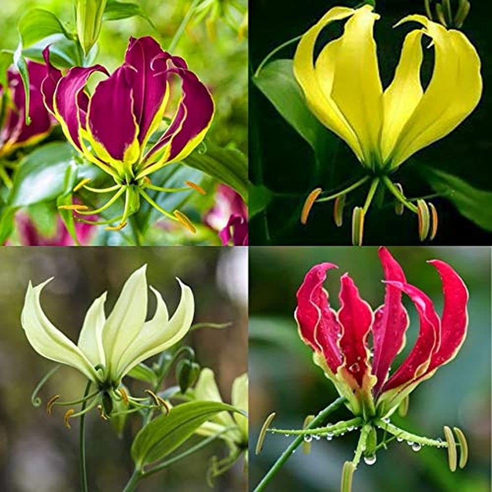 LIVE GREEN Flower Bulbs Multi-Color | Exotic Climbing Lily/Glory Lily/Fire Lily Flower Bulbs Grow Indoor & Outdoor - Pack of 5 Bulbs, Outdoor Plants (LG-SEEDS-397)