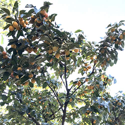 Dvorak Symphony No.9