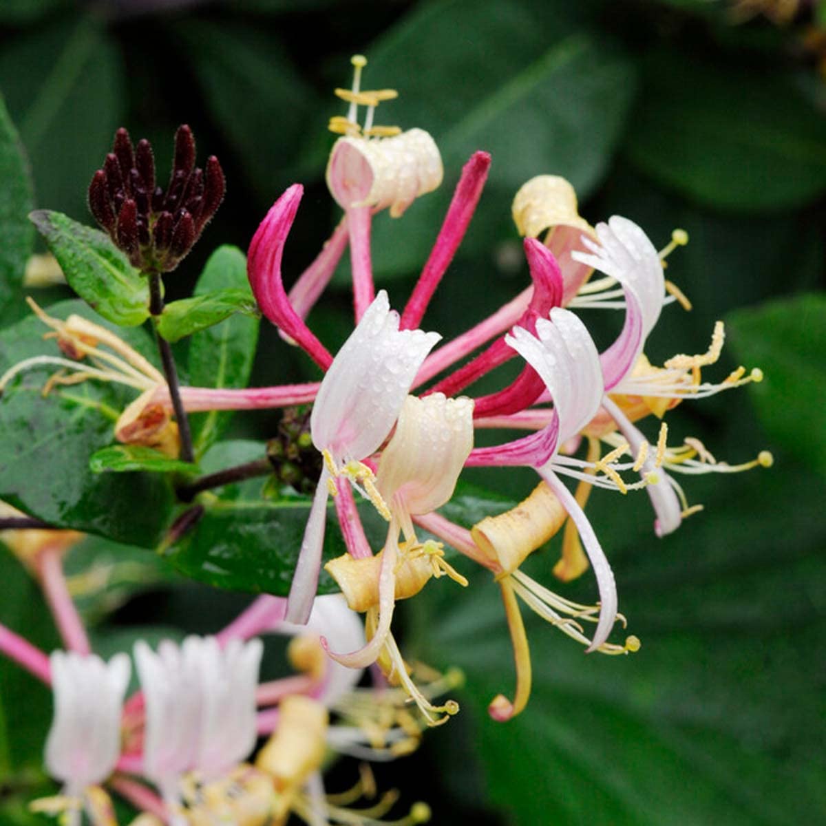 Bloomique - Lonicera henryi - Caprifoglio - Arancione e rosso - Rampicante - Pianta da giardino - Sempreverde - Resistente al freddo - Alta 50-70 cm - Vaso da 15 cm