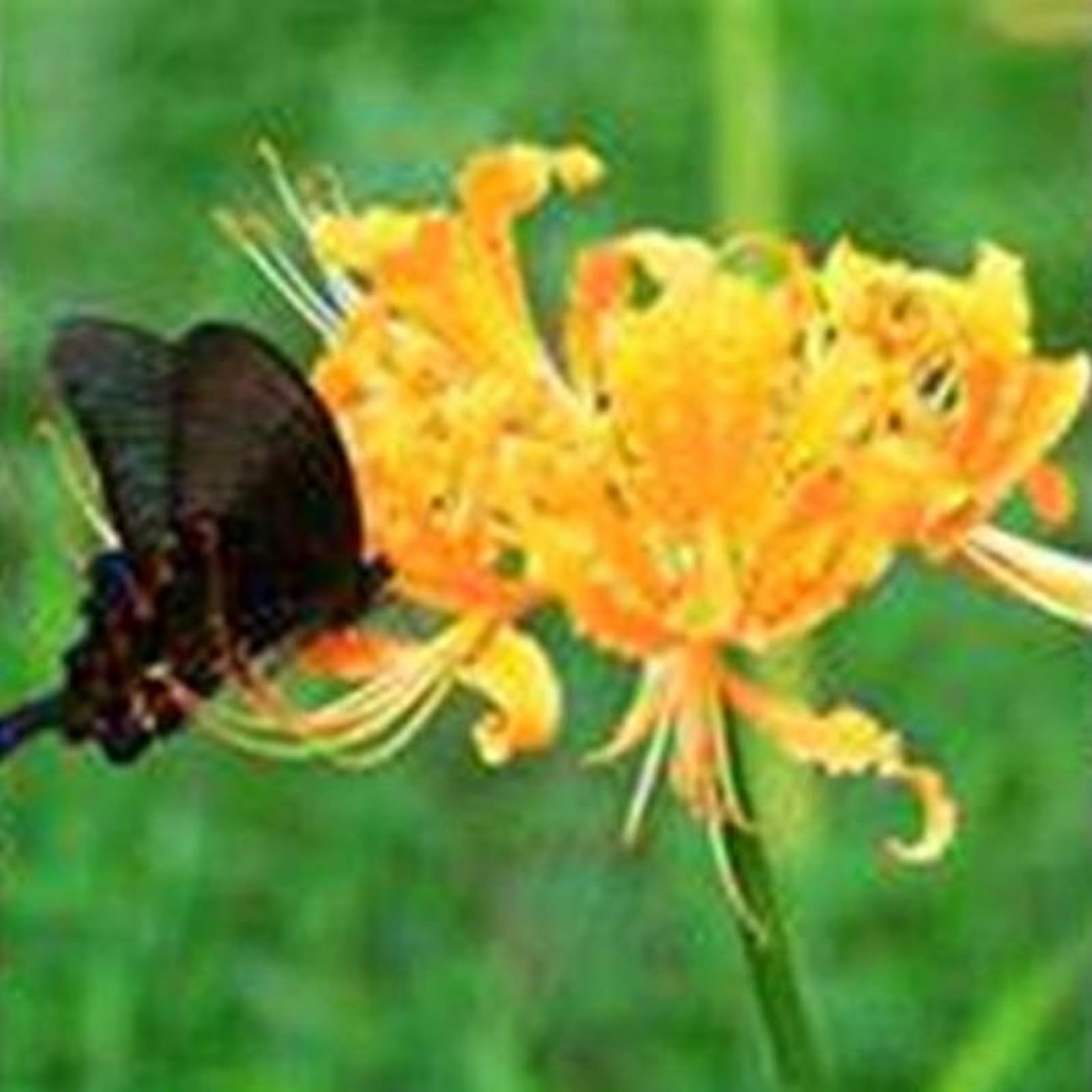 Iridescent,Perennial,Hardy,Gorgeous Spider Lily Bulbs Mix UK,Good for Containers,Flowering Rhizome,Excellent Display,Balcony Garden Bulbs.-10bulbs-O