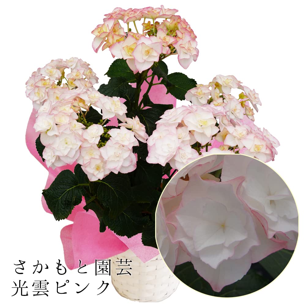 サトウアサミ　ピンクの花 サトウアサミピンクの花