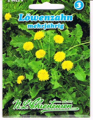 Diente de león plurianual.