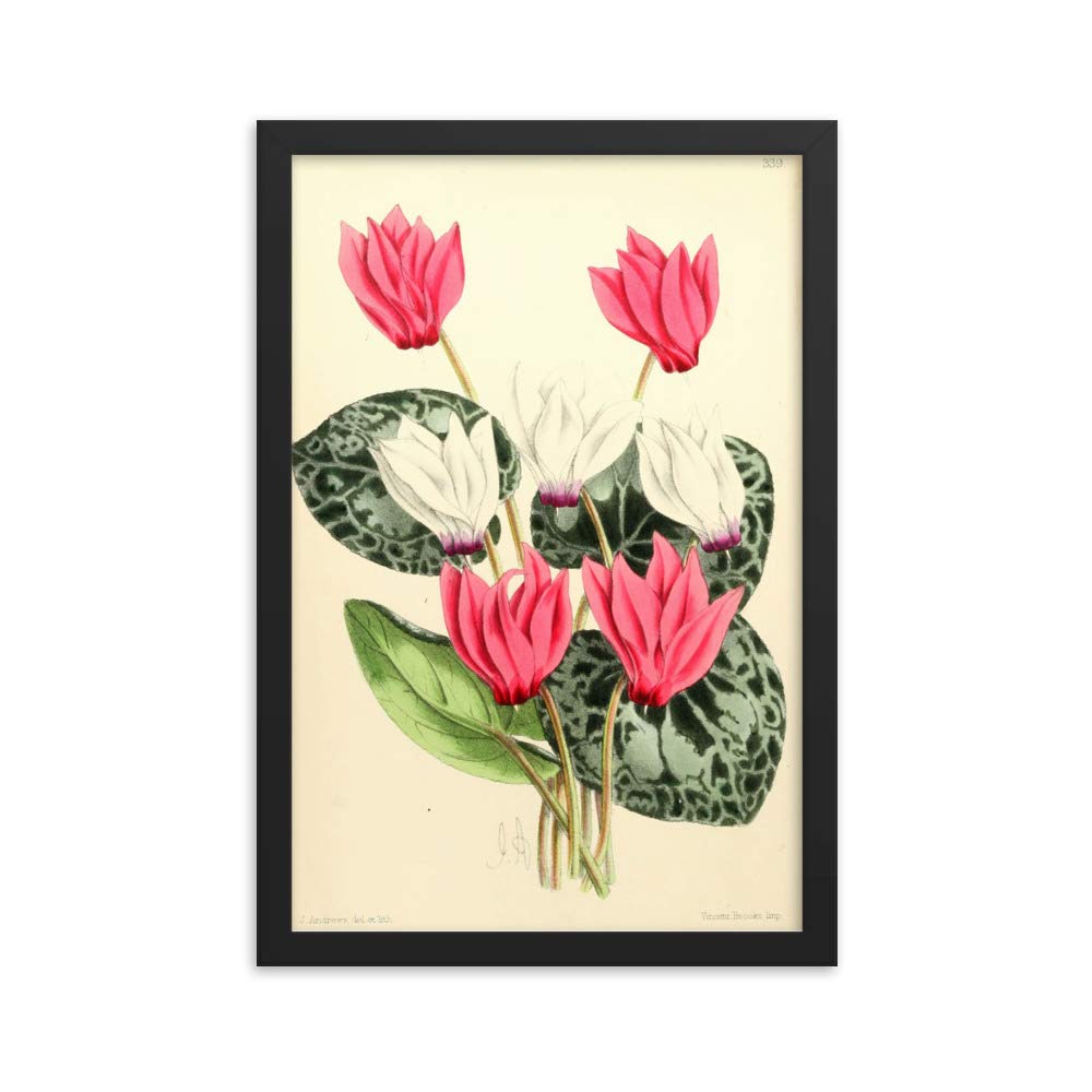Affiche cyclamen persan vintage encadrée | Décoration murale fleur botany rétro