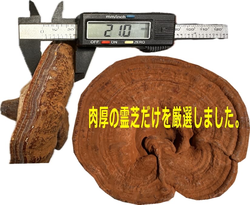 大きい　霊芝　 　幅51.5　　奥行47.5　　高さ12　 （ｃｍ） Amazon.co.jp: 国産 アウトレット 霊芝 (れいし レイシ）500g : 食品