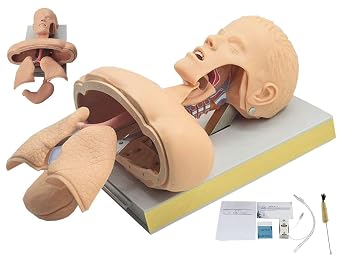 Airway Management Practice Mold Teaching Instrument Nasal Intubation Manikin, Advanced Human Tracheal Intubation Training Model