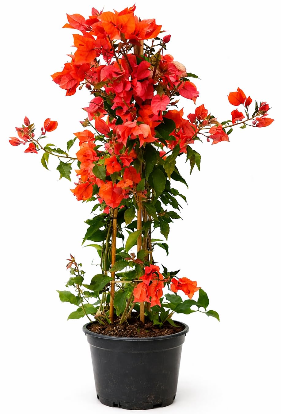 POWERS TO FLOWERS - NEMATANTHUS, HYPOCYRTA, VARIEGATA, IN VASO 12 CM