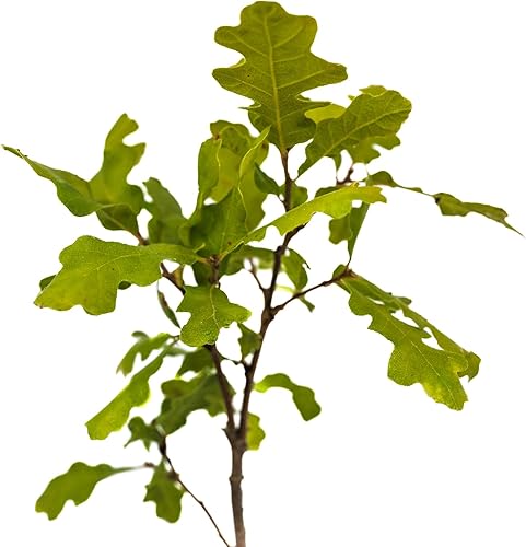 Miniatura 4 de Valley Oak Plántula de árbol vivo (mediano) The Jonsteen Company