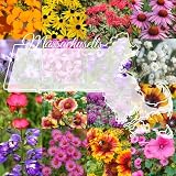 Massachusetts Bulk Wildflower Seed Mix 1/4lb Covers 500sq-ft - Attract Pollinators, Multi-Color Perennial and Annual Non-GMO Blooms - Northeast US Species Plant in Spring/Fall (1/4 Pound)