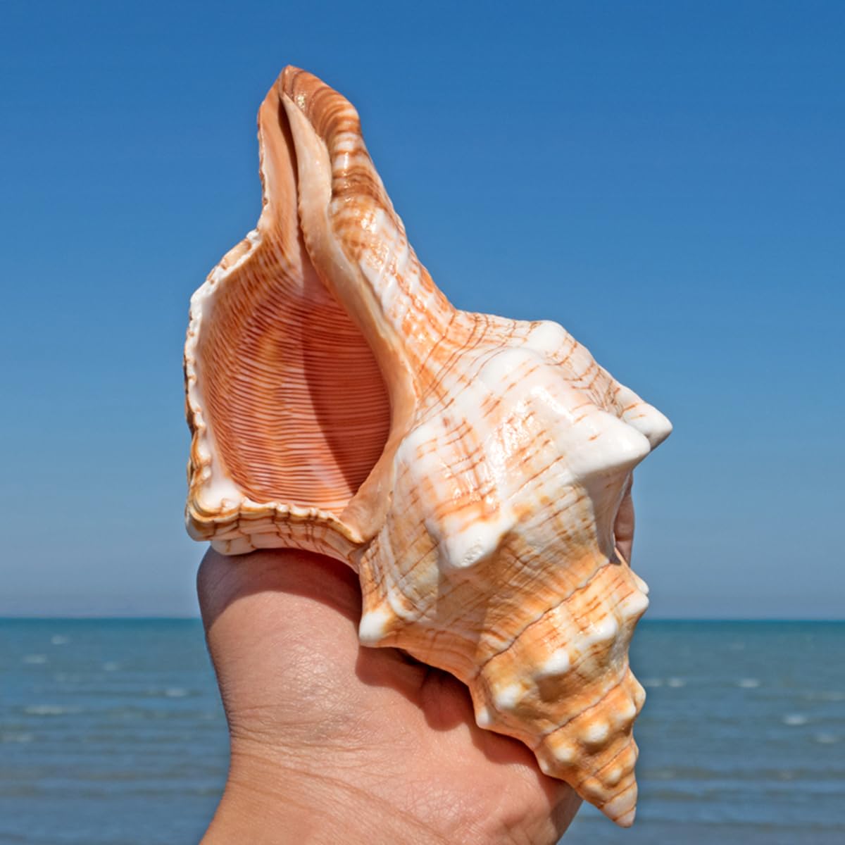 Amazon.co.jp: 大きな天然の珍しい貝殻、巨大な海の巻貝 16~18 cm の