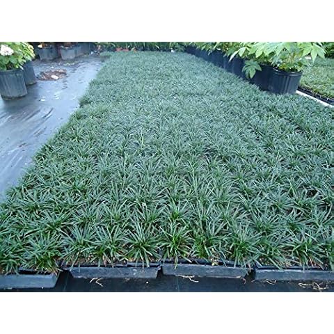 Redeo New and Healthy Dwarf Mondo Grass 330 PIPS, Evergreen, Ground Cover,Rock Garden, Border. Cover