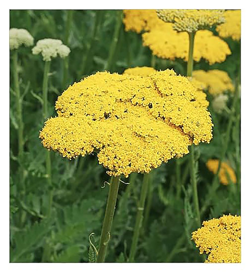 Golden Yarrow Marde Ross 9000 Seeds