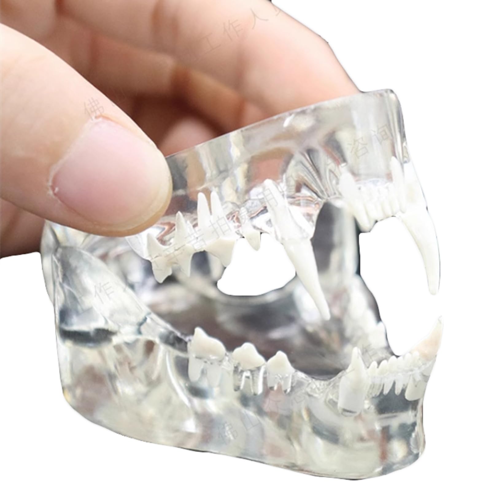 Model anatomiczny zębów dla kotów i psów, 10 cm, przezroczyste narzędzie do nauczania stomatologii kotów, idealne do edukacji weterynaryjnej i treningu medycznego