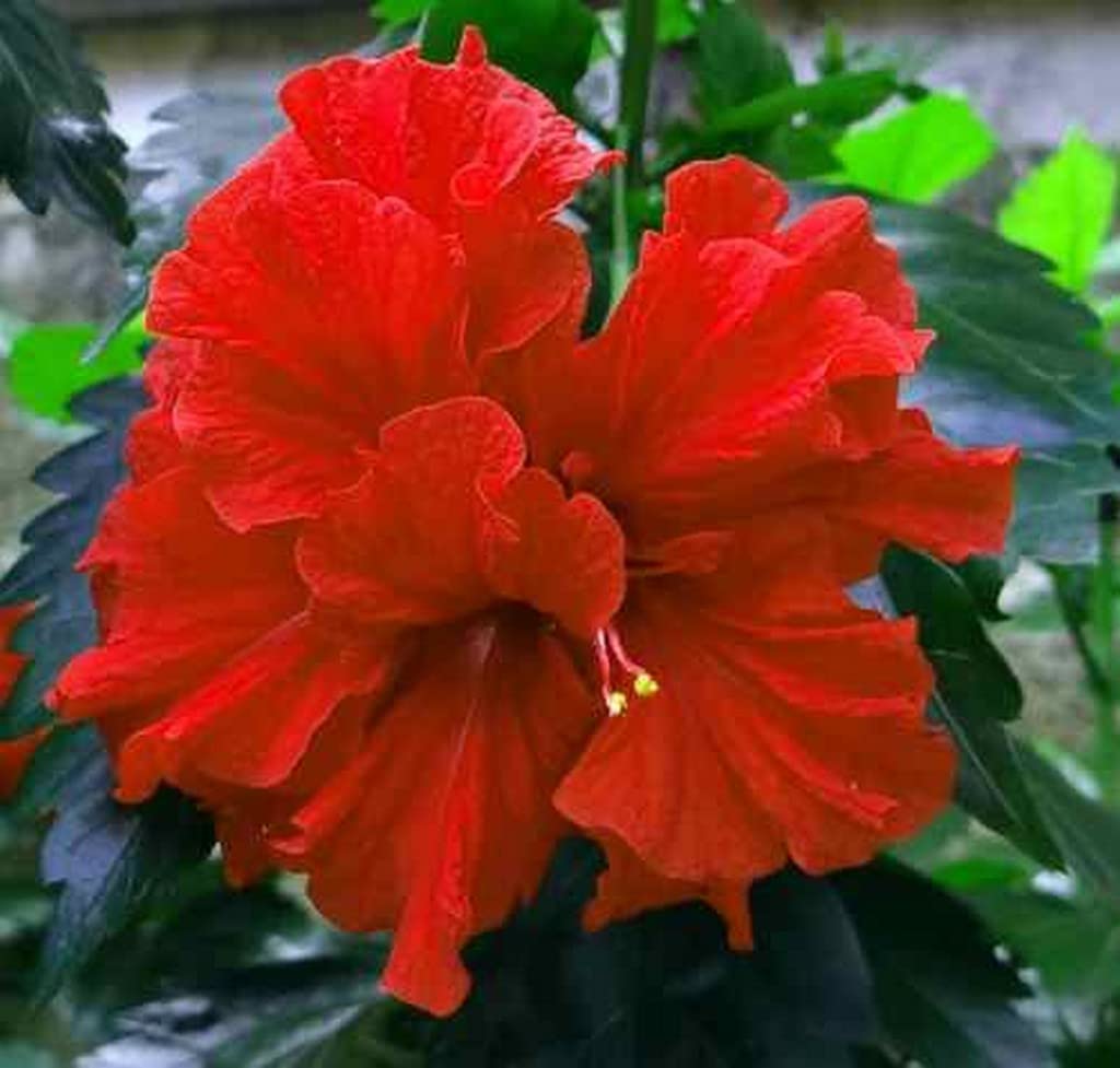 See full amazon price history chart for Creative Farmer Plants For Kitchen Gardening Hibiscus Rosa-Sinensis/Chinese Rose Shoe Black Plant Best Exotic Floweing (Healthy Live Plant) Creative Farmer Plants For Kitchen Gardening Hibiscus Rosa-Sinensis/Chinese Rose Shoe Black Plant Best Exotic Floweing (Healthy Live Plant) (B09L59VT95) Amazon Price History, Amazon Price Tracker