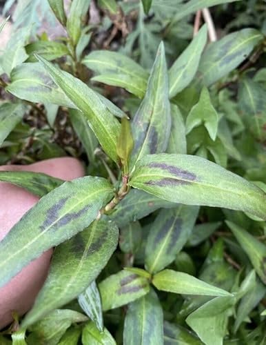 Vietnamese Mint Cilantro Organic Homegrown 5X Unrooted Cuttings Pond Plant