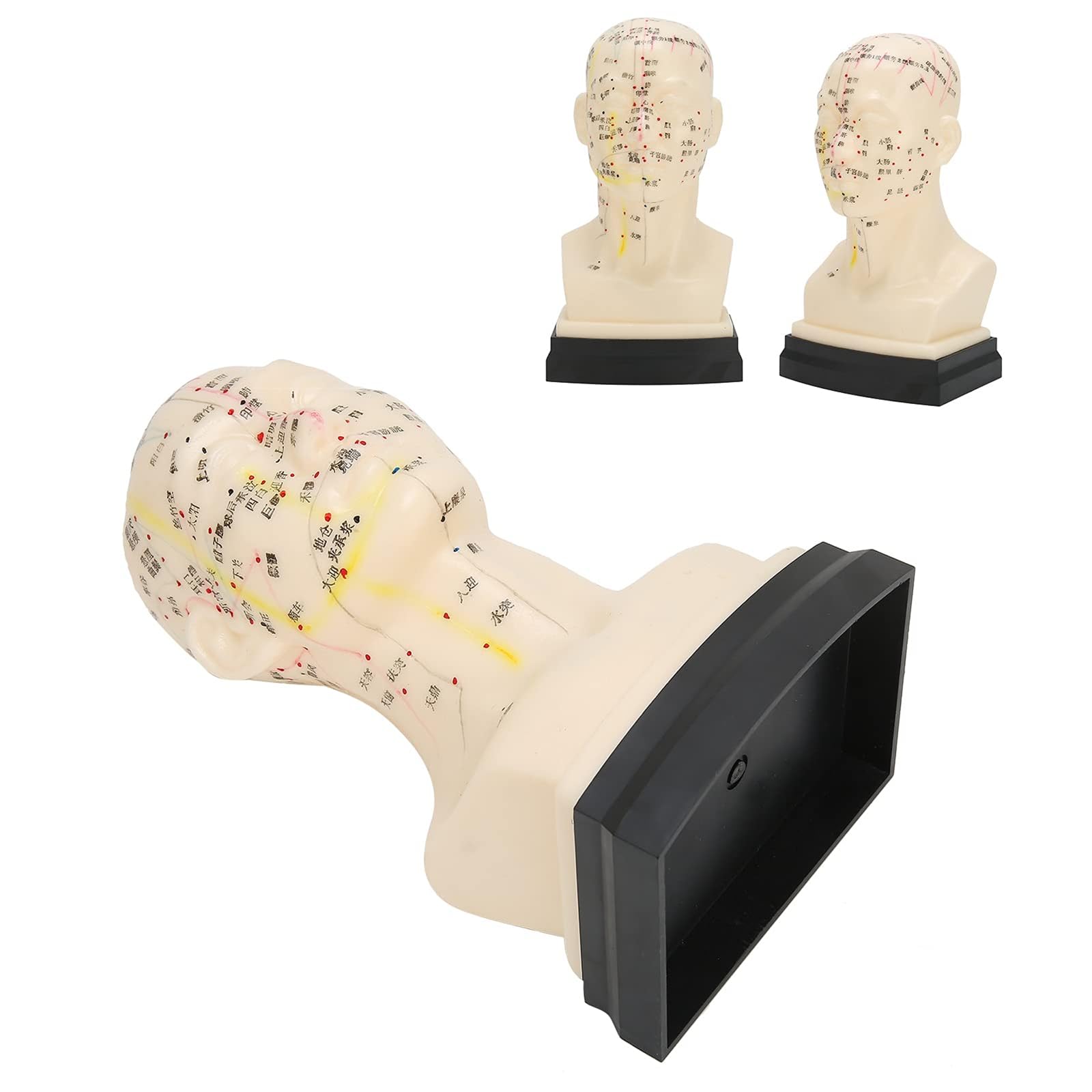 Modèle d'acupuncture de la tête, outil d'apprentissage de l'acupuncture humaine, outil d'enseignement Clair de la médecine pour Des Points d'acupuncture précis