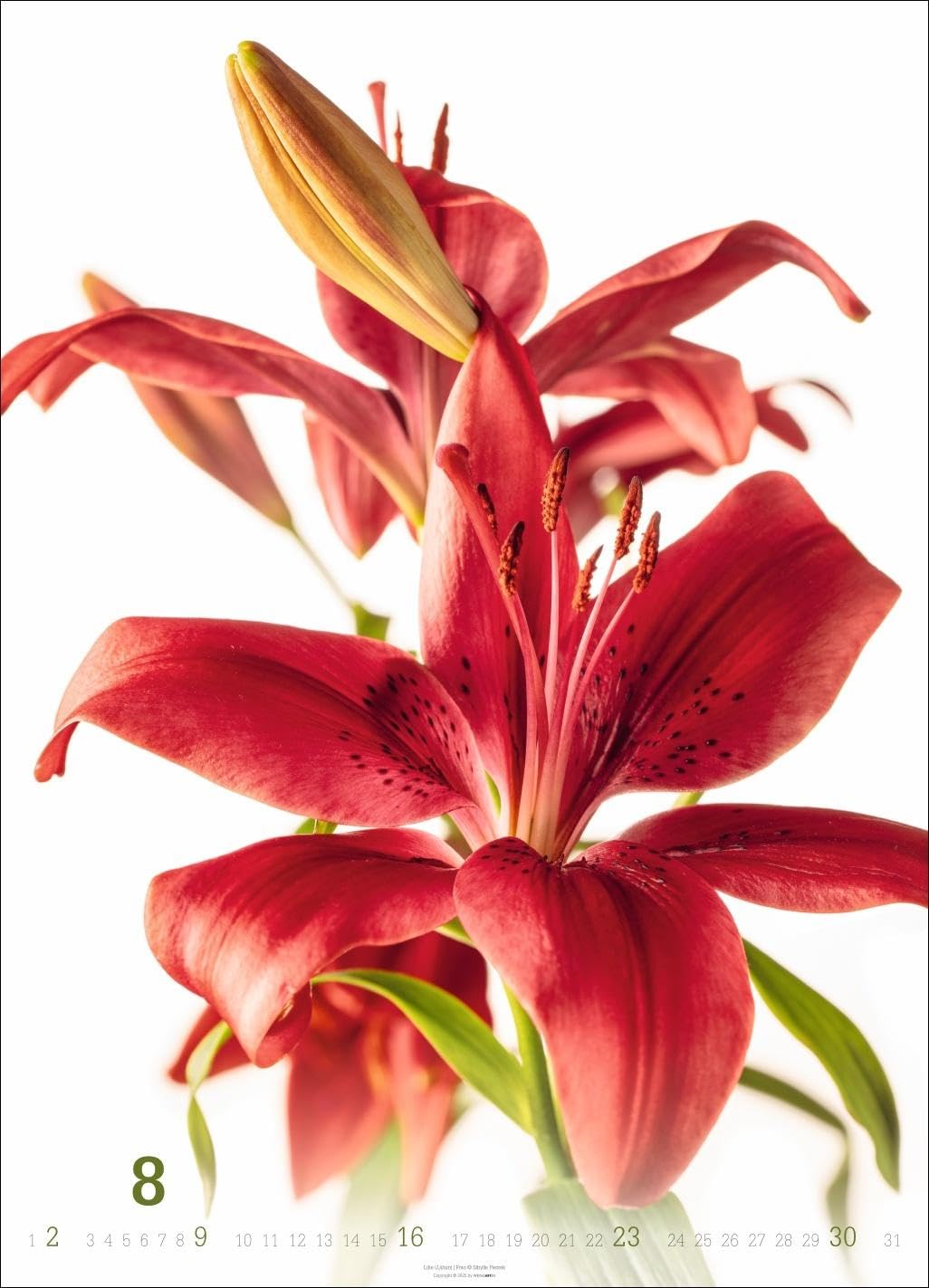Blütenbilder Kalender 2026: Großer Jahres-Wandkalender mit stilvollen Fotos prachtvoller Blüten. Blumen-Kalender für die Wand. 49 x 68 cm. Hochformat