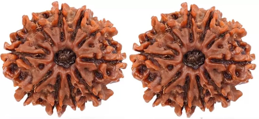 ShivTantra Combo of 10 Mukhi Bead RUDRAKSHA lab Certified (Brown)