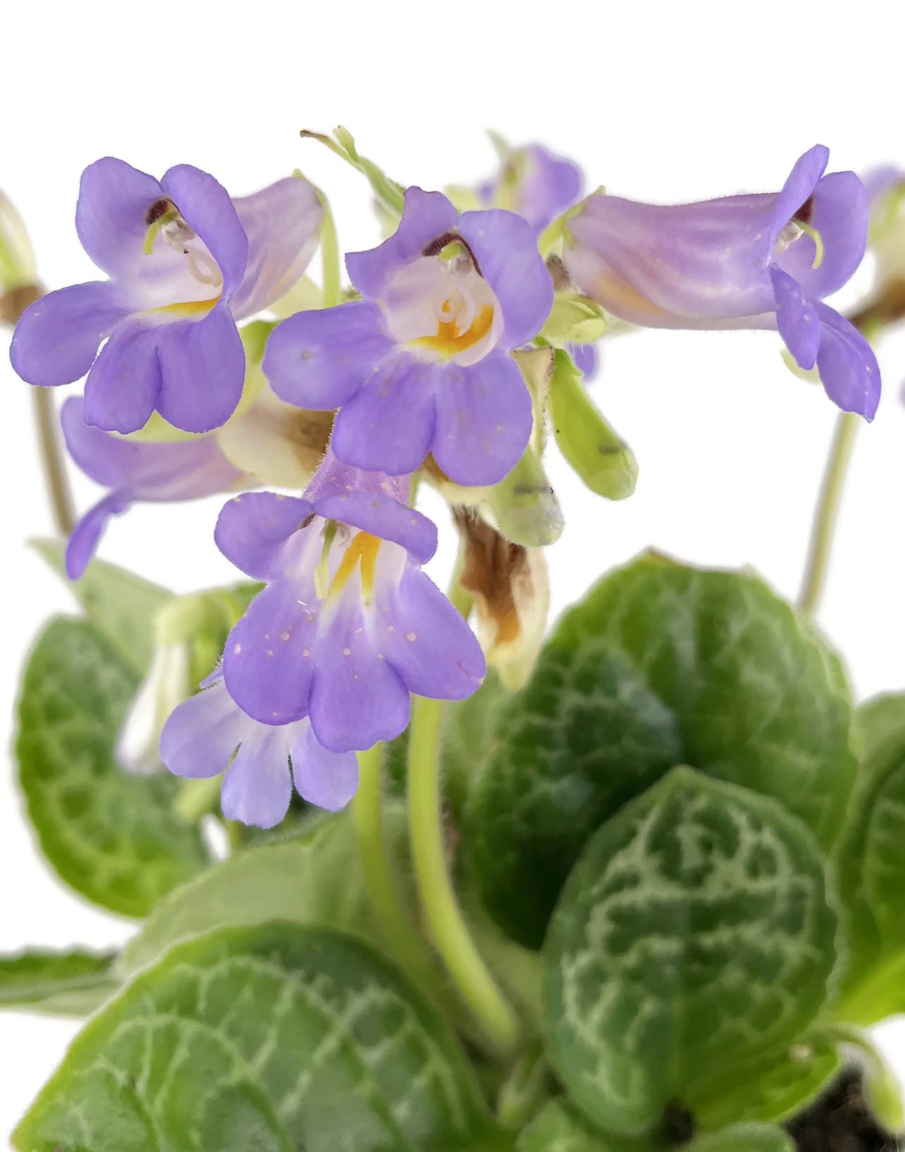 Fangblatt - Streptocarpus 'Pretty Turtle' - exotische Drehfrucht  12 cm  Topf - Zimmerpflanze mit Schildkrtenmuster : Amazon.de: Garten