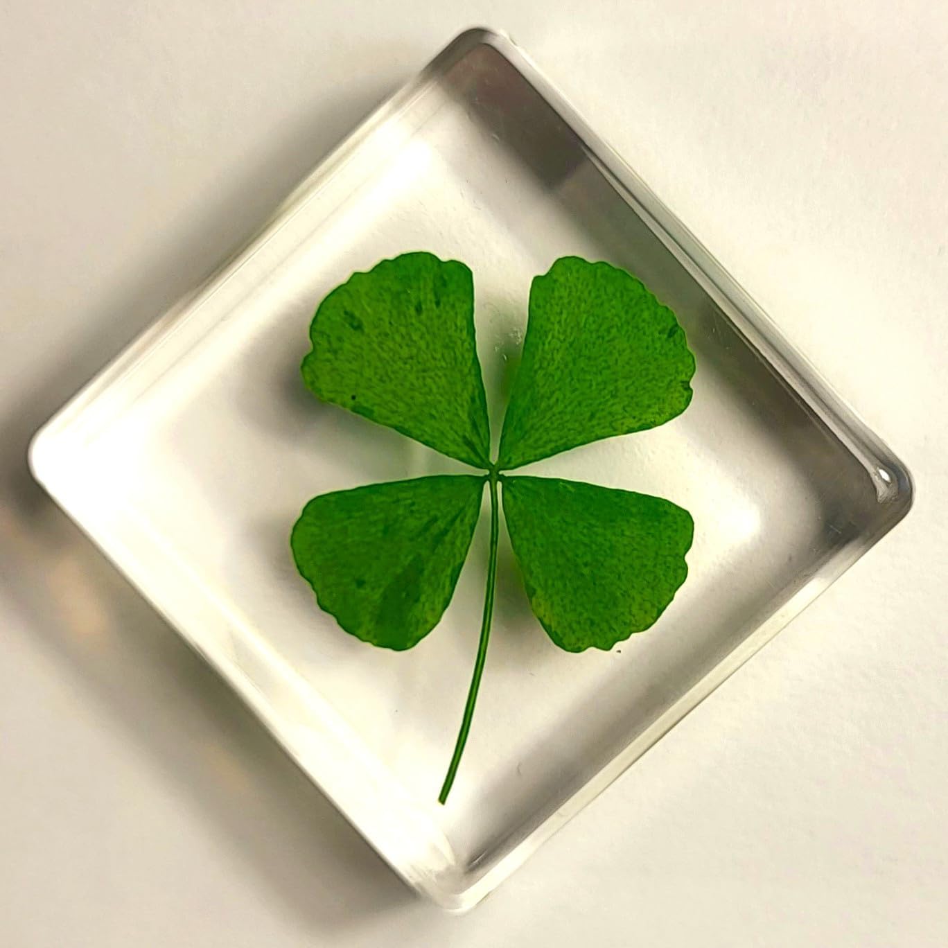 38 mm großes echtes vierblättriges Kleeblatt aus kristallklarem Lucite-Harz. Exemplar „Glücksblatt“ zum St. Patrick's Day, Geschenk- und Bastelsammlung für Botanik, Wissenschaftsunterricht und Schreib