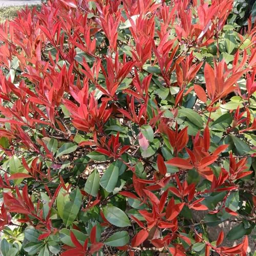 semillas de aligustre brillante rojo petirrojo - jardin resistentes al aire libre, resistentes al invierno para balcones, 300pcs