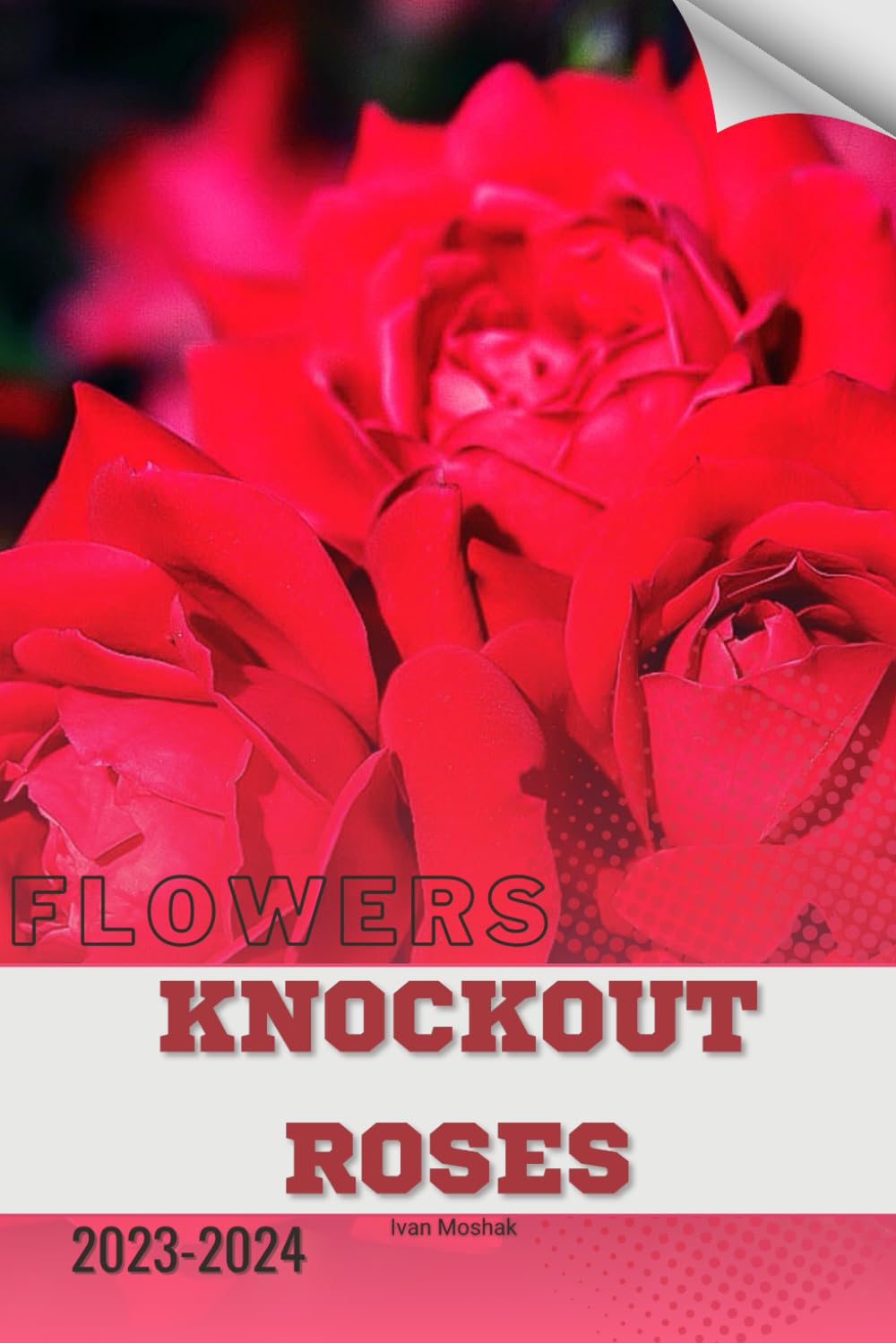 Knockout Roses: Become flowers expert