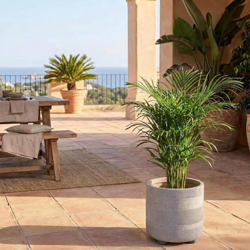 taxus baccata ohne beeren Eibe (60 - 80 cm) Taxus baccata als starke Ballenware