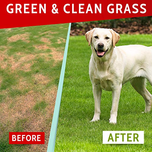 Image of PAWFECTCHEW Green Lawn Chews for Dogs - Green Grass Chews - Urine Neutralizer Grass Burn Spots - Lawn Burn from Dog Urine - Probiotics & Enzymes - Made in USA - Bacon Flavor - 240 Lawn Saver Chews