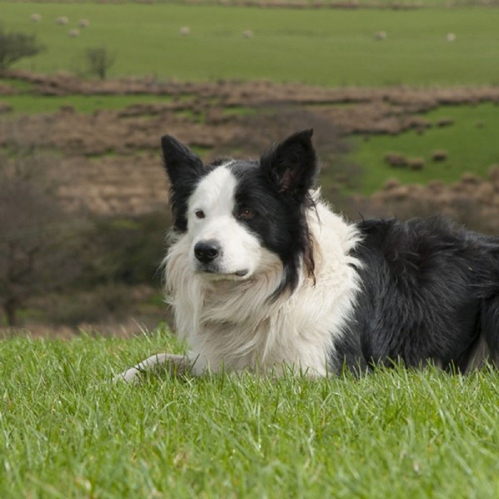 Really Wild CardsSheepdog Photograph With Sound Effect Greeting Card