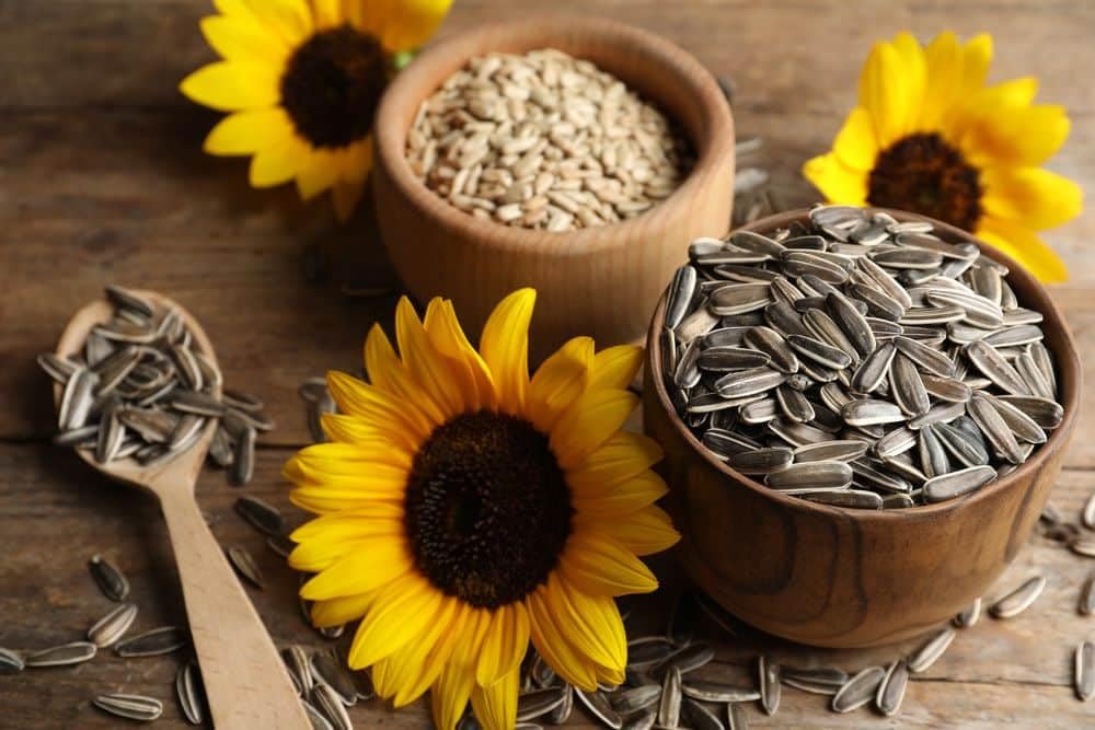 Pipas de girasol Dakota en salmuera 250g