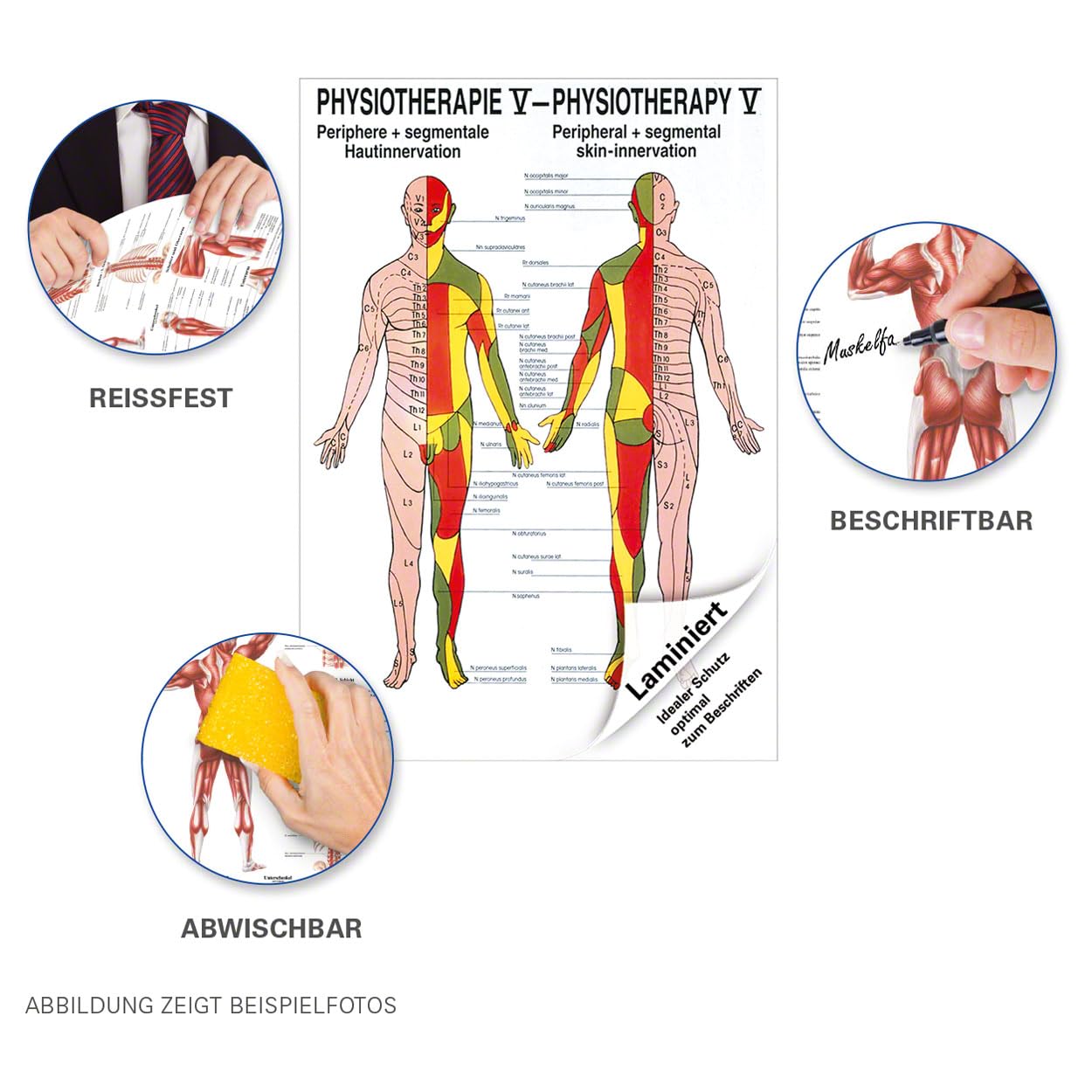 Rüdiger Hautinnervation Poster Anatomie 70x50 cm medizinische Lehrmittel
