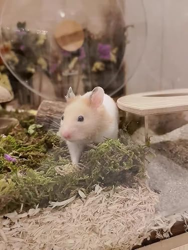 Miniatura 8 de Musgo de bosque para hámster de jerbos sirios de 5 litros, musgo natural perfecto para plantas en maceta, terrarios, tanques de reptiles y proyectos