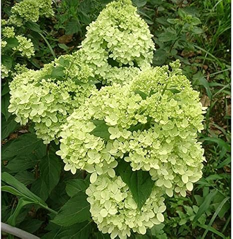 Amazon Co Jp ノリウツギ 糊空木 リトルライム6号ポット 矮性タイプで非常に花付きがよいピラミッドアジサイ Pw Diy 工具 ガーデン
